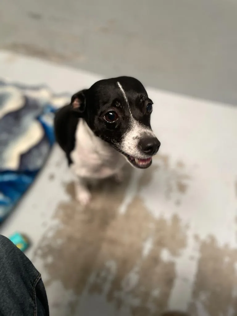 An adult small-sized male Jack Russell Terrier dog named Baxter for adoption in Chico, CA