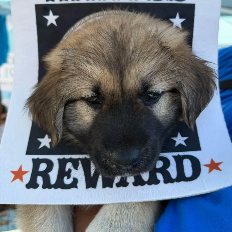 A baby large-sized male Brown / Chocolate Shepherd dog named Shepherd puppy for adoption in Agua Dulce, CA