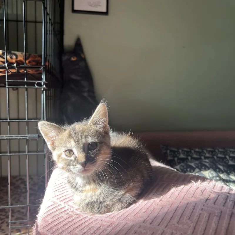 A baby medium-sized female Tabby (Buff / Tan / Fawn) Tabby cat named Taffy for adoption in Independence, OH