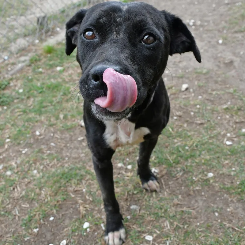 An adult medium-sized female Black Terrier dog named Rory for adoption in Beaumont, TX
