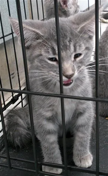 A baby small-sized male Domestic Short Hair cat named Smudge for adoption in Oklahoma City, OK
