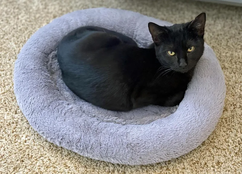 Golden Empress thumbnail 2