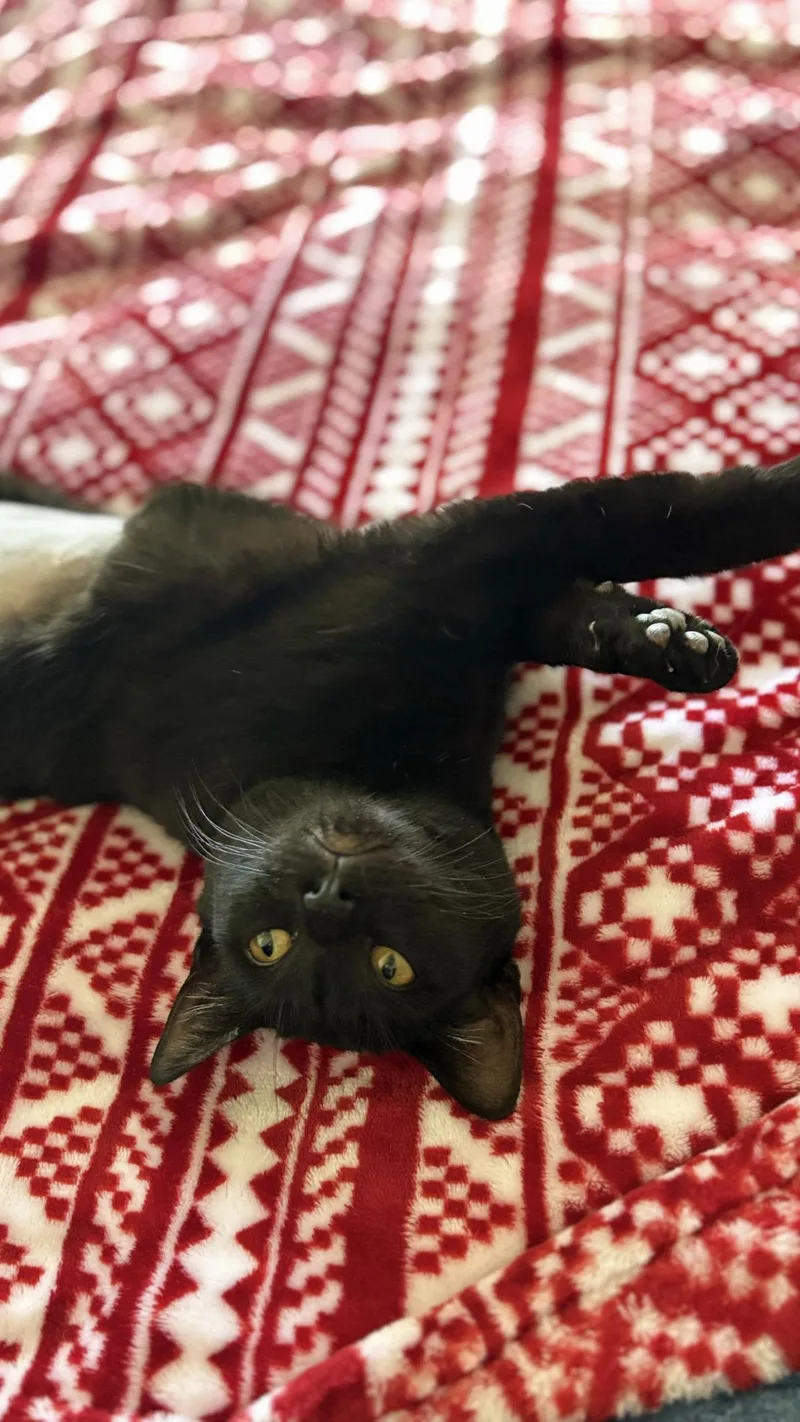 Golden Empress thumbnail 3