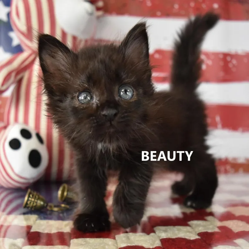 A baby small-sized male Black Domestic Short Hair cat named Beauty for adoption in Yuma, AZ