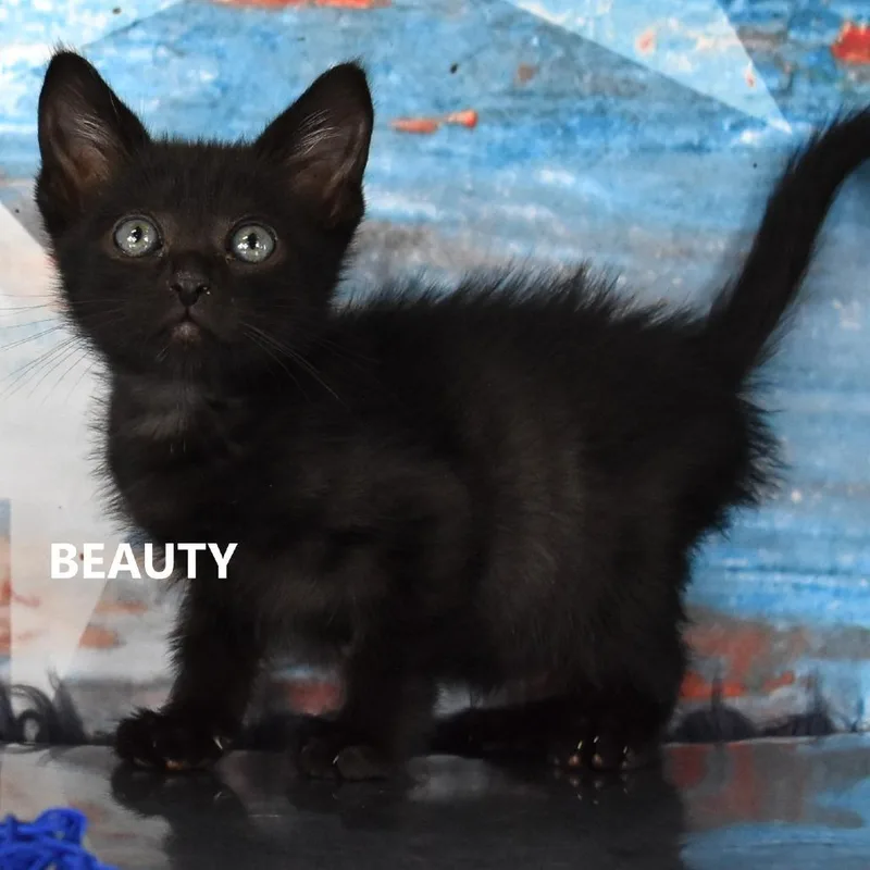 Beauty thumbnail 2
