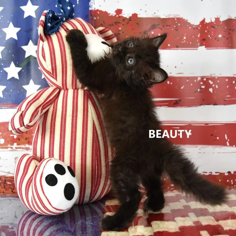Beauty thumbnail 4