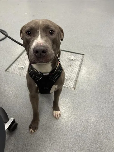 An adult medium-sized male Pit Bull Terrier dog named Blue for adoption in Indianapolis, IN