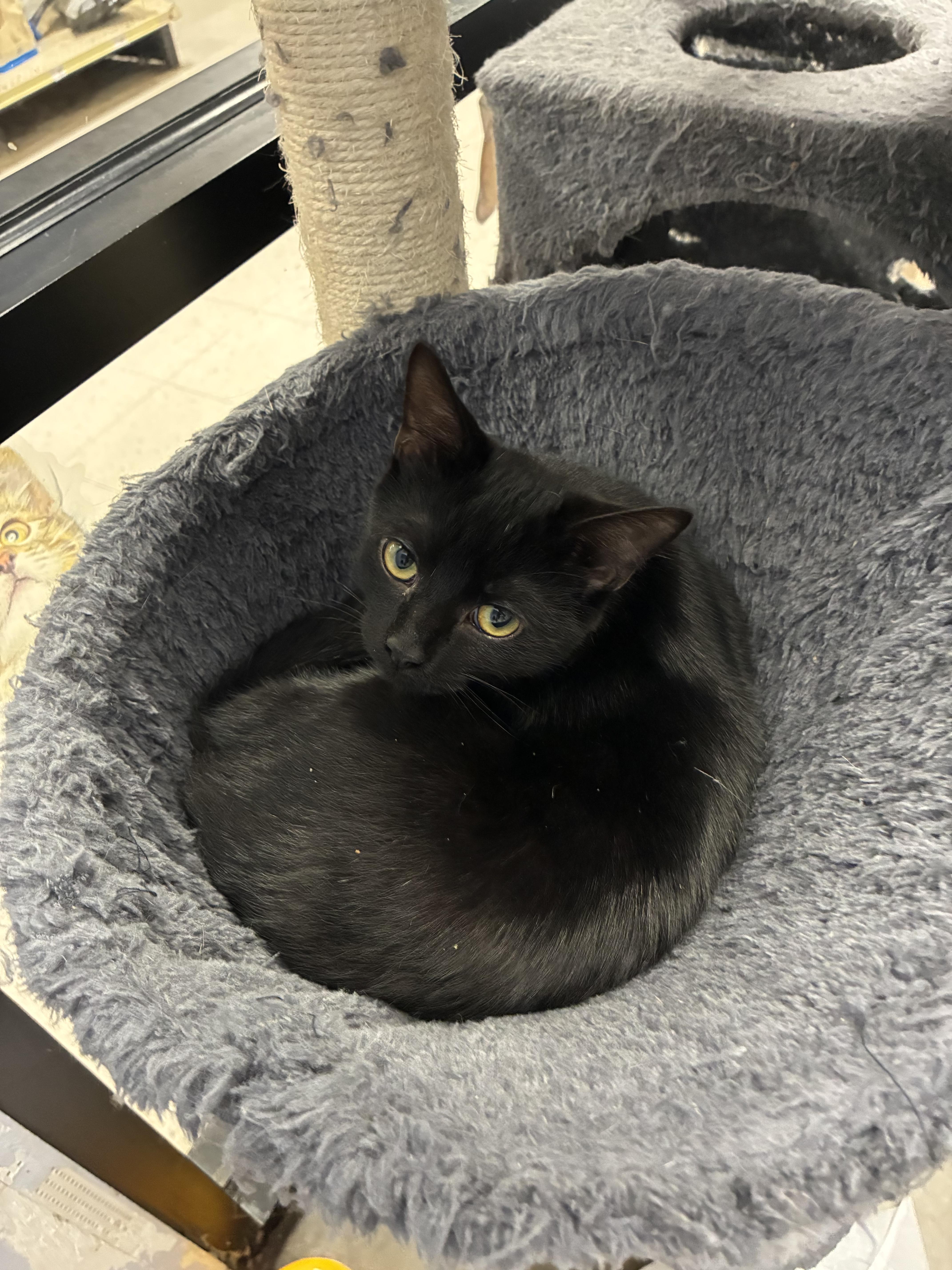 A baby medium-sized male Black Domestic Short Hair cat named Zombie for adoption in Richmond, VA