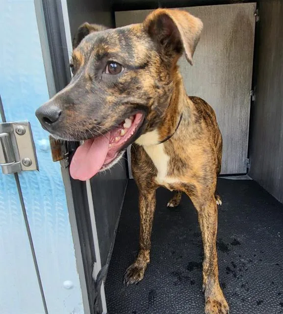 A young medium-sized male American Staffordshire Terrier dog named Air Bud for adoption in San Antonio, TX