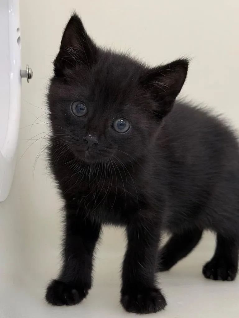 A baby medium-sized male Domestic Short Hair cat named Tate for adoption in Menomonie, WI