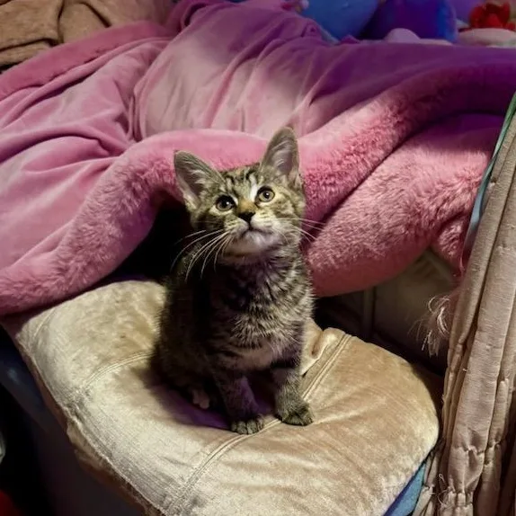 A baby small-sized female Torbie Domestic Short Hair cat named Elaine for adoption in Newark, NJ