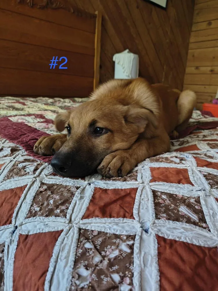 A baby small-sized male Belgian Shepherd / Malinois dog named Malinois Mix for adoption in Chattanooga, TN