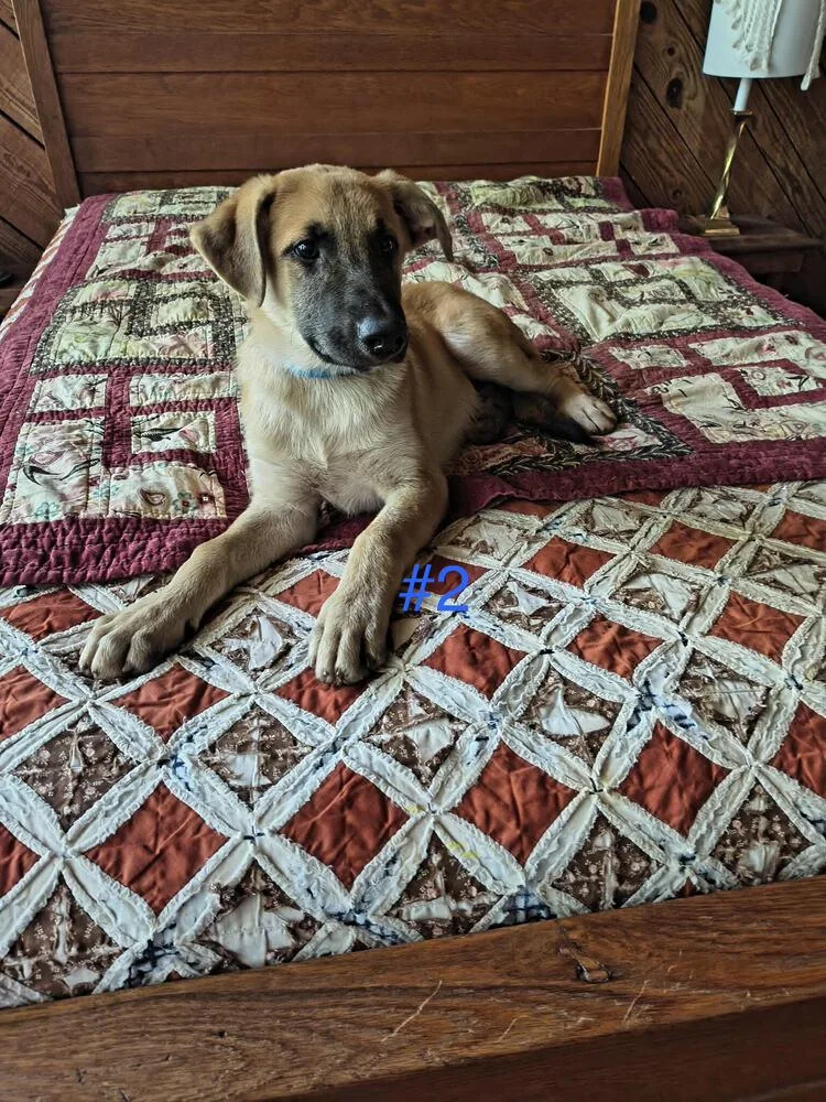 Malinois Mix thumbnail 2