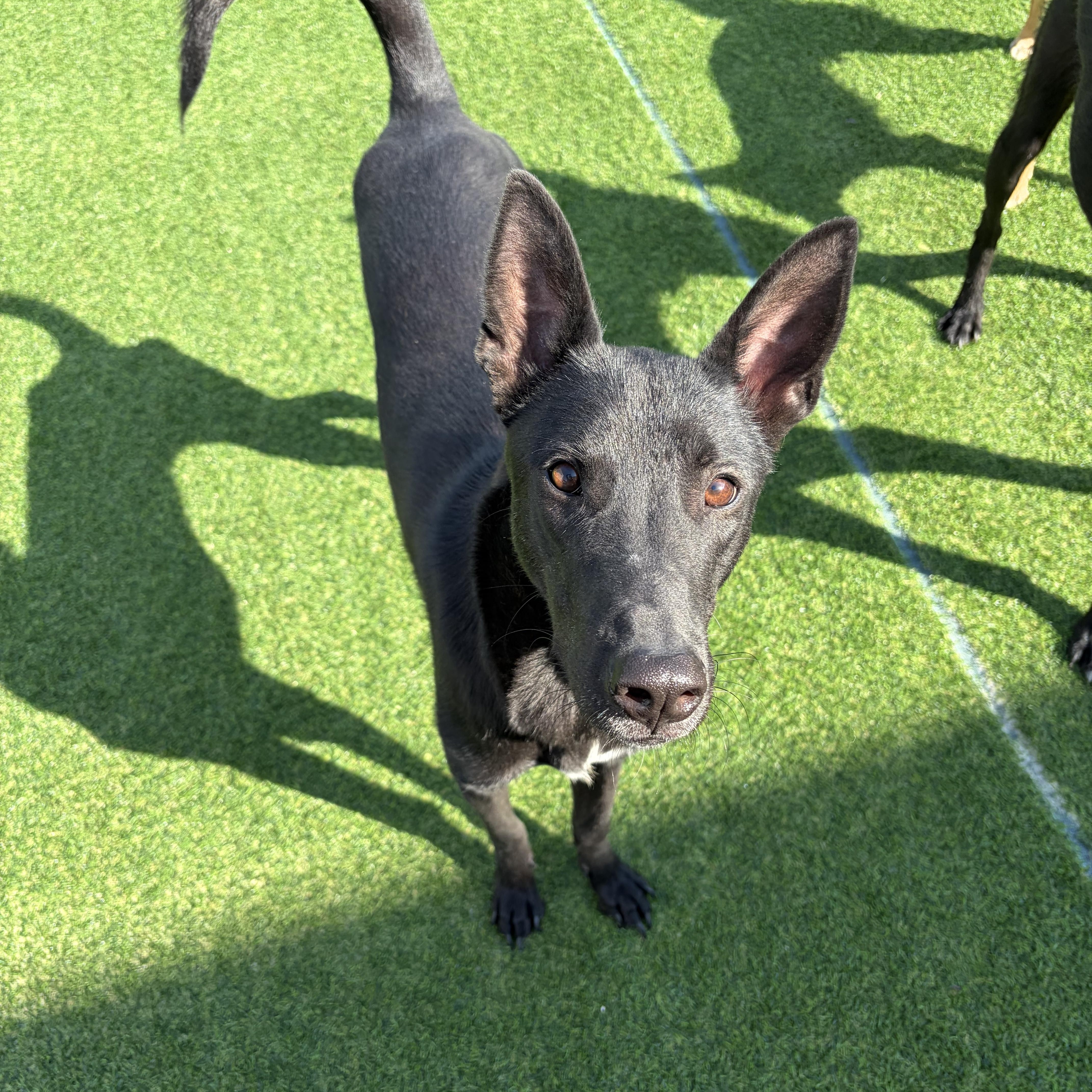 A young medium-sized male Jindo dog named Raon for adoption in DANVERS, MA