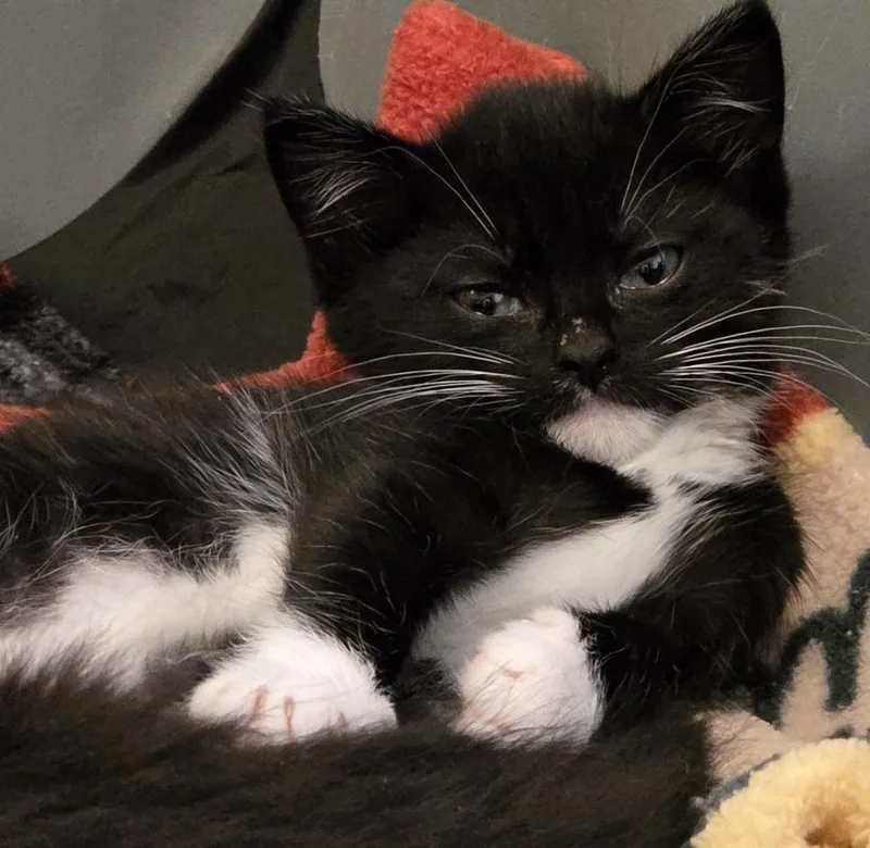 A baby medium-sized female Domestic Short Hair cat named Sinatra for adoption in Meriden, CT