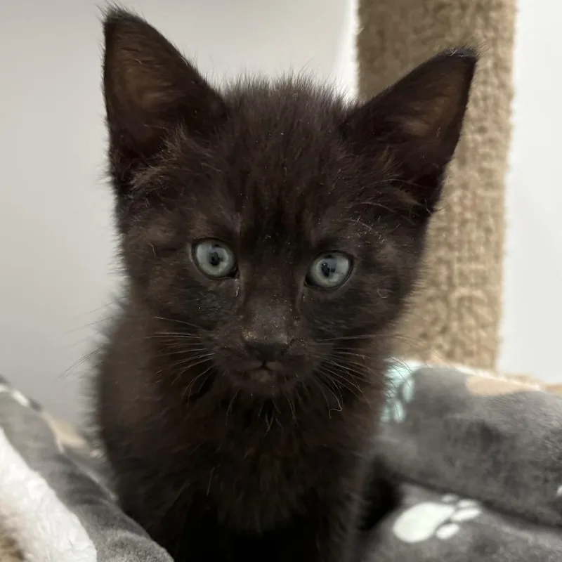 A baby small-sized female Black Domestic Short Hair cat named Sesame for adoption in North Branford, CT