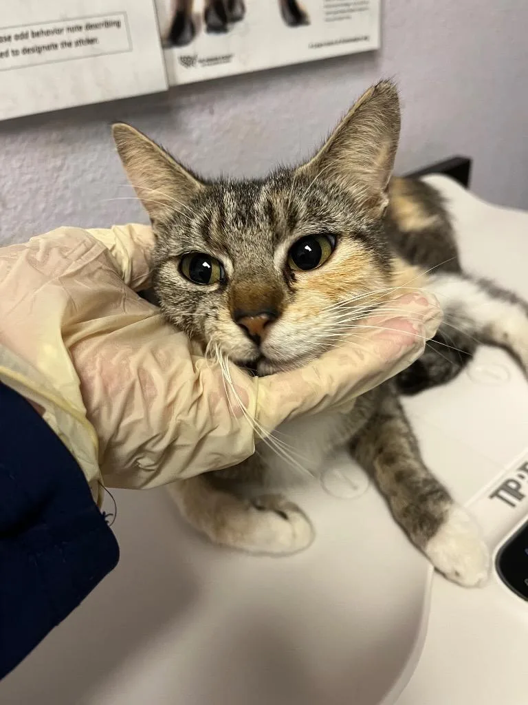 A young small-sized female Domestic Short Hair cat named Croissant for adoption in New Braunfels, TX