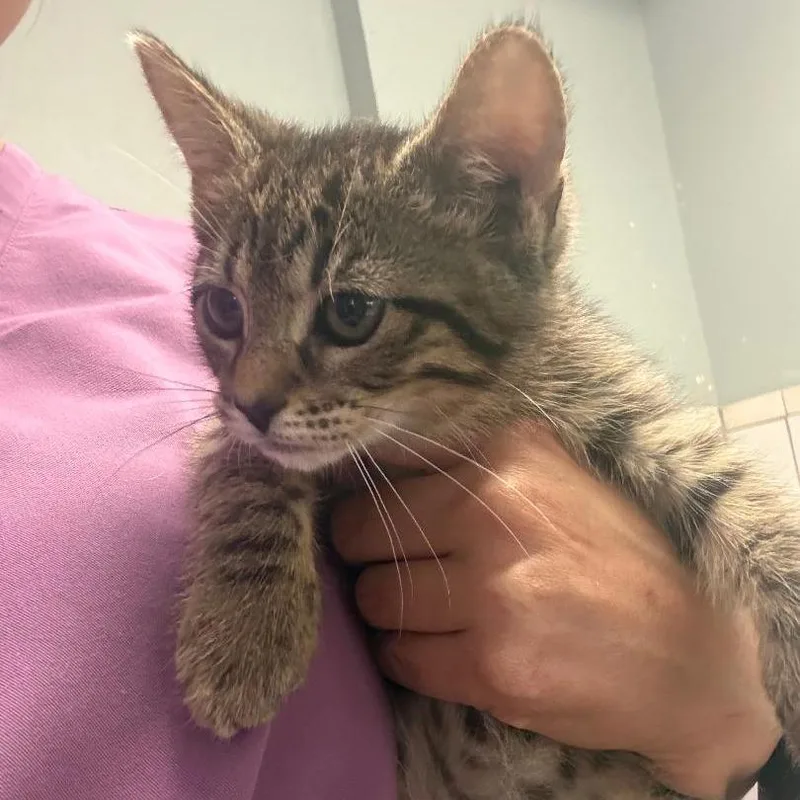 A baby small-sized female Black Domestic Medium Hair cat named Rosalie for adoption in North Myrtle Beach, SC
