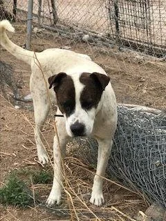 Rocky Heeler thumbnail 2