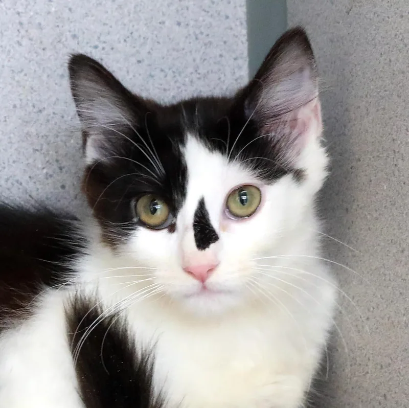 A baby medium-sized female White Domestic Long Hair cat named Honey for adoption in Lambertville, NJ