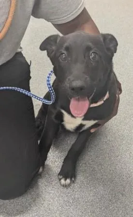 A baby small-sized female Labrador Retriever dog named Melissa for adoption in Toledo, OH