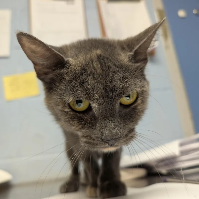 A young medium-sized female Gray / Blue / Silver Domestic Short Hair cat named Cacophony for adoption in DeKalb, IL
