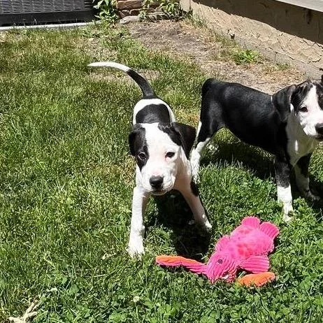 A young medium-sized female Boxer dog named Meena for adoption in Medford, NY