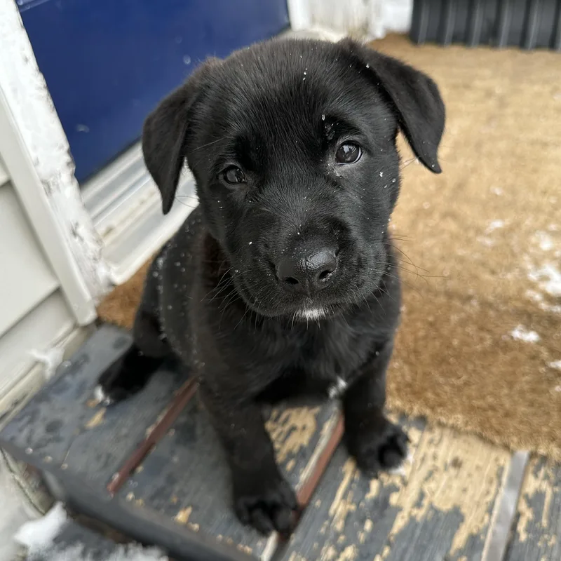 Dumpling thumbnail 2