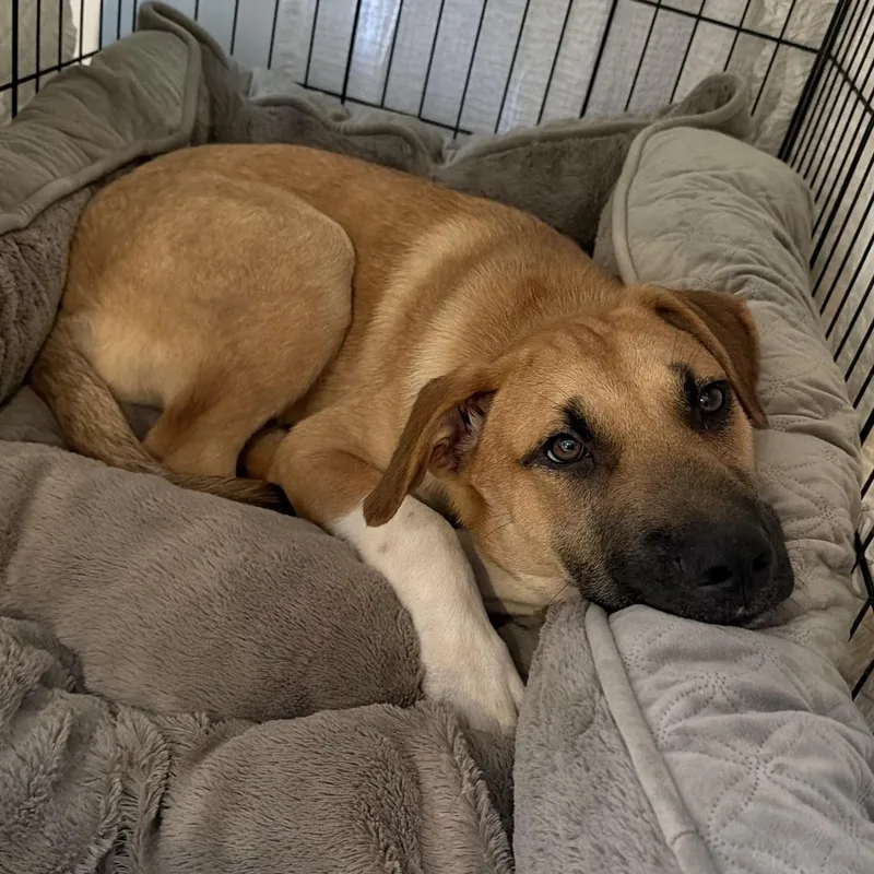 A baby medium-sized male Mixed Breed dog named Tanque Verde for adoption in Columbia, SC
