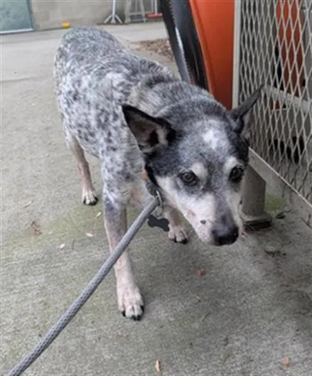 An adult medium-sized male Australian Cattle Dog / Blue Heeler dog named Hawk for adoption in Sacramento, CA