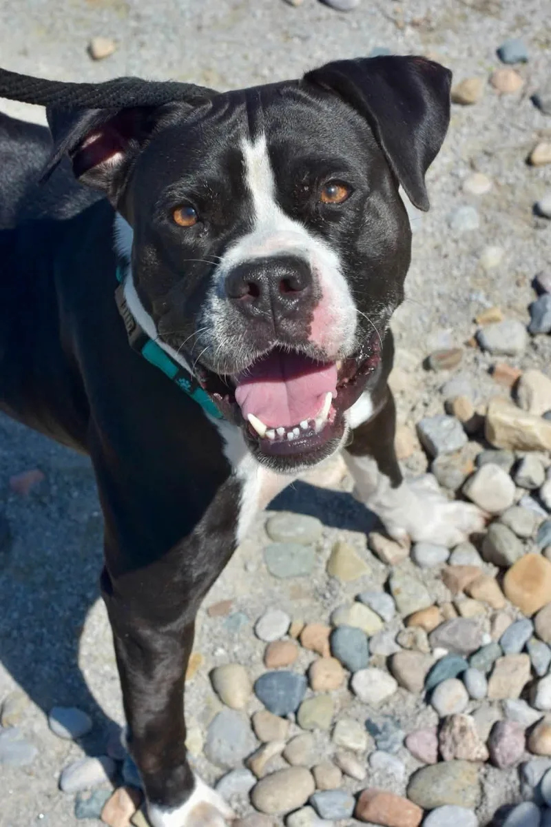 Arya