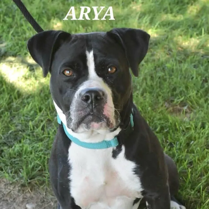Arya thumbnail 5