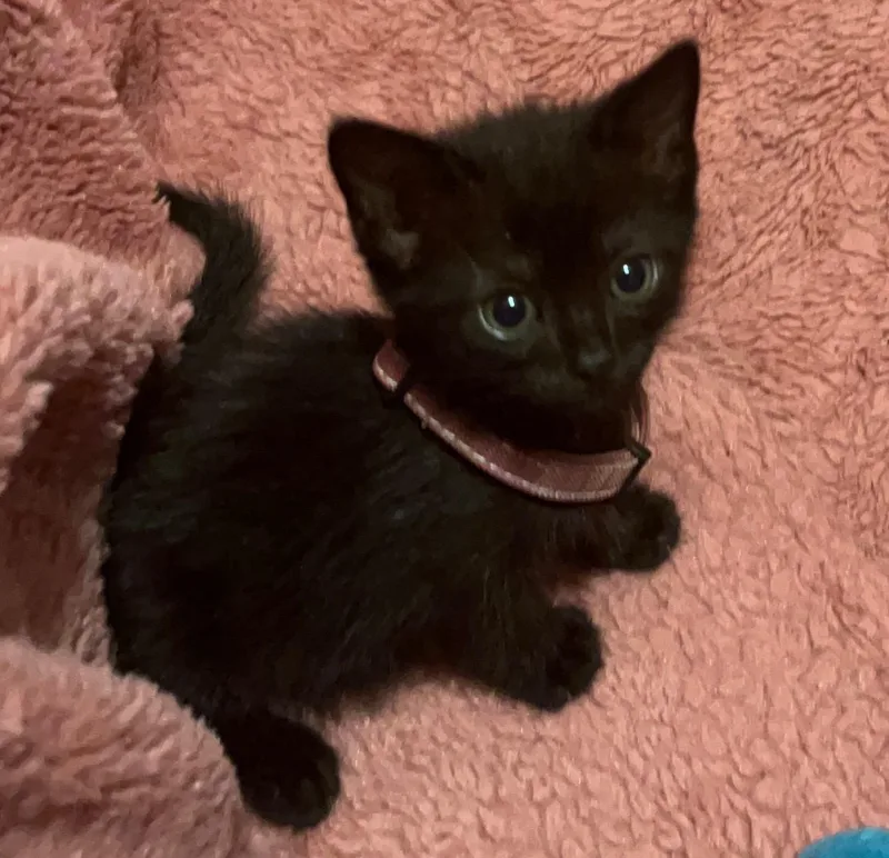 A baby medium-sized female Black Domestic Short Hair cat named Fendi for adoption in Columbia, SC