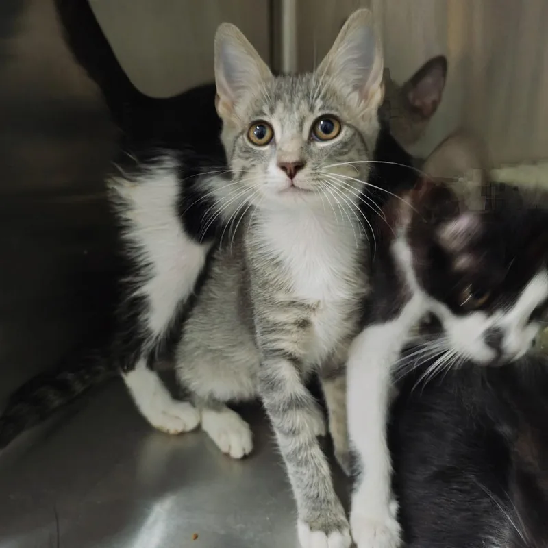 A baby small-sized female Domestic Short Hair cat named Oolong for adoption in Parkland, FL