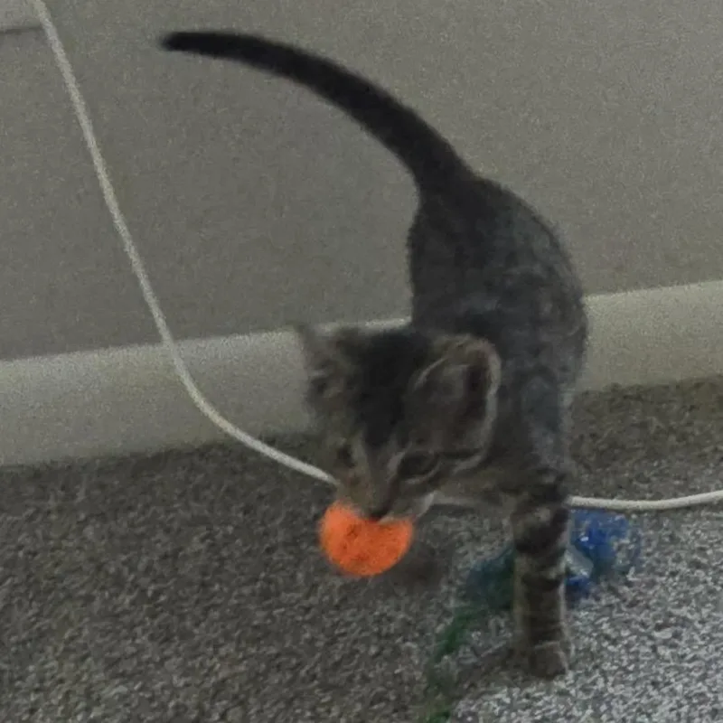 A baby small-sized female Domestic Short Hair cat named Bubbles for adoption in Cumming, GA