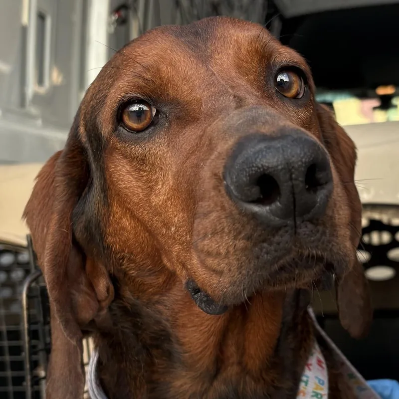 Norma Jean thumbnail 2