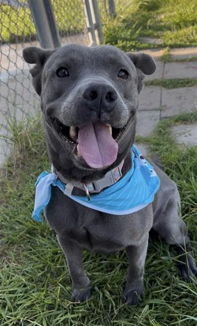 An adult large-sized female Pit Bull Terrier dog named Stormy for adoption in Rosenberg, TX