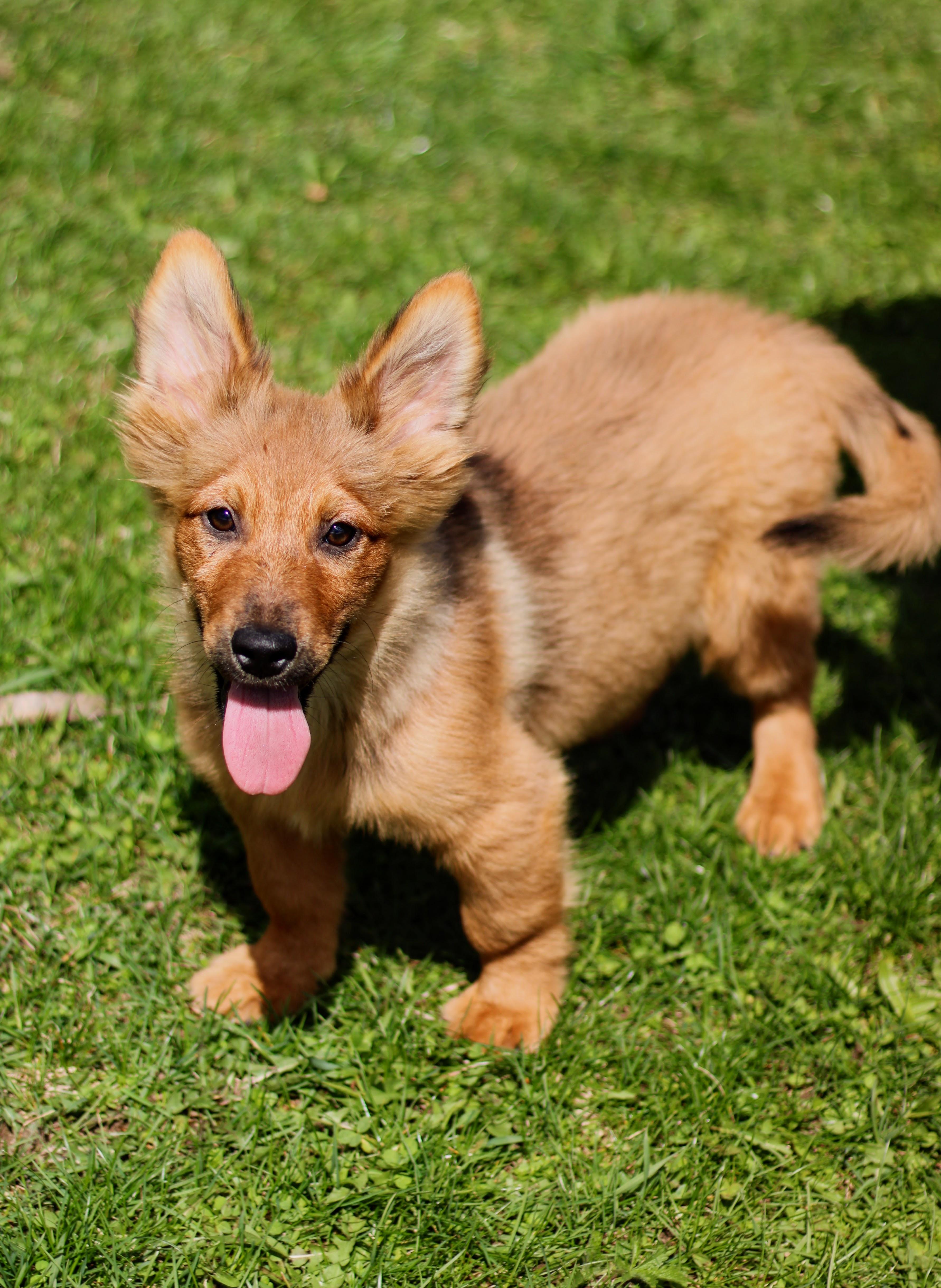 A baby medium-sized female Golden Corgi dog named Paloma for adoption in Battle Creek, MI