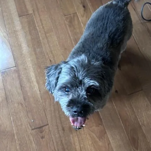 A senior small-sized male Black Terrier dog named Gnocchi for adoption in Birdsboro, PA