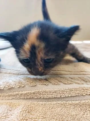 A baby small-sized female Domestic Short Hair cat named Poppy for adoption in Fishers, IN