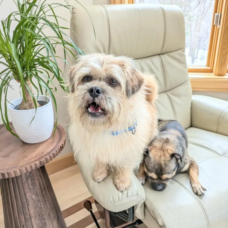 Mac Bonded To Denny thumbnail 2