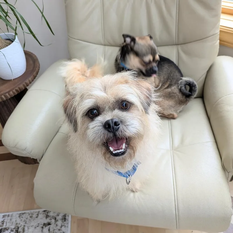 Mac Bonded To Denny thumbnail 3