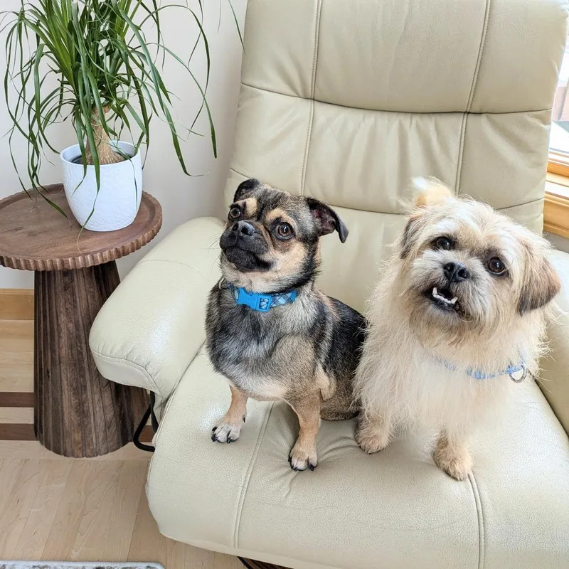 Mac Bonded To Denny thumbnail 5