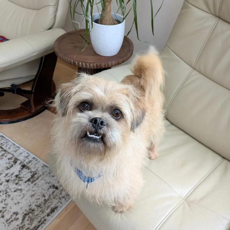 Mac Bonded To Denny thumbnail 6