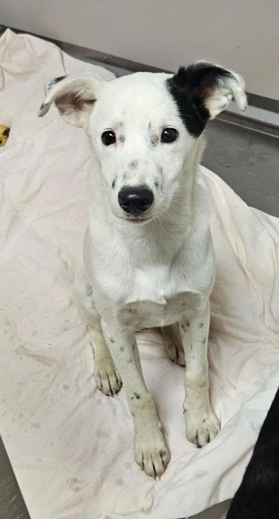 A baby medium-sized male Pointer dog named Boomer for adoption in Sherwood, AR
