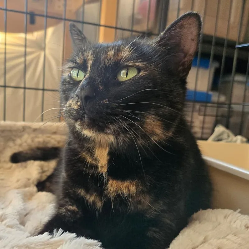 An adult small-sized female Tortoiseshell Domestic Short Hair cat named Cora for adoption in Winchester, VA