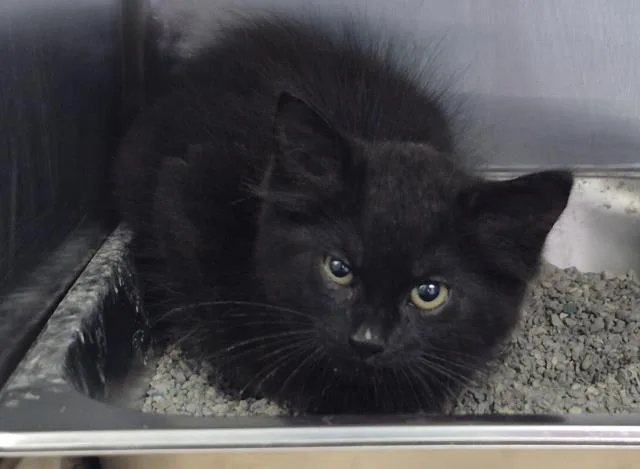 A baby small-sized female Domestic Long Hair cat named Lemon Slime for adoption in Decatur, IL