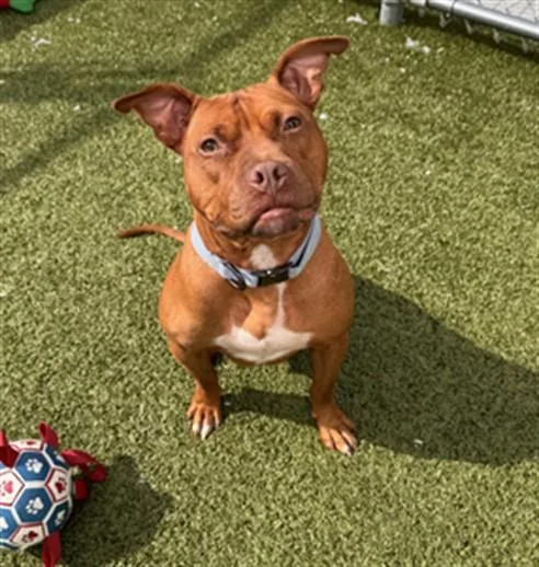 A young medium-sized female Pit Bull Terrier dog named Tick Tock for adoption in Toledo, OH