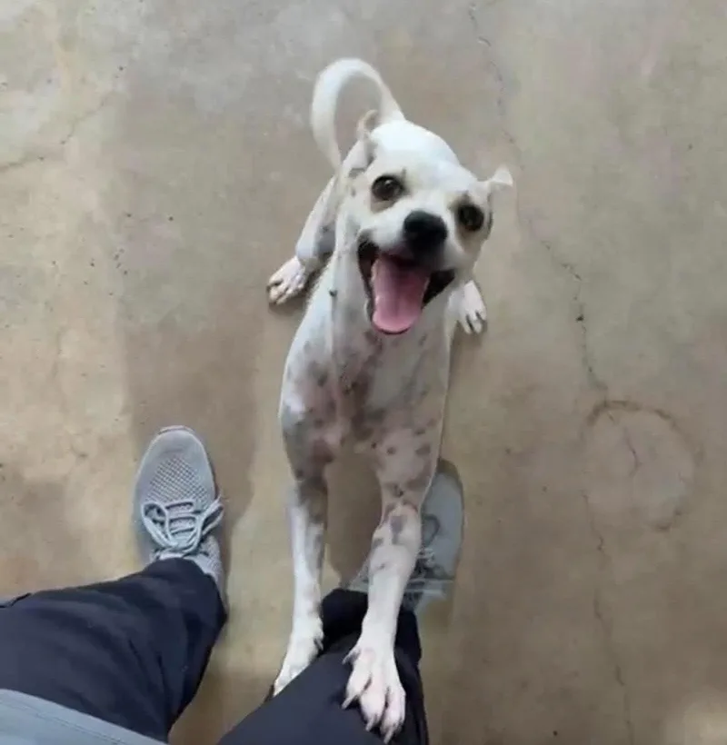An adult small-sized female Terrier dog named Ivy for adoption in Helotes, TX