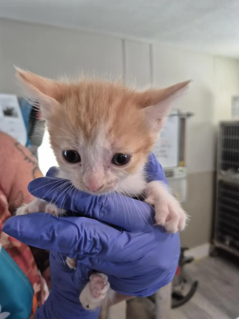 A baby small-sized male Domestic Short Hair cat named Pooka for adoption in Pahrump, NV